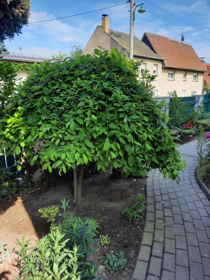 Gaestewohnung Am Thuemmlitzwald Grimma Eksteriør bilde